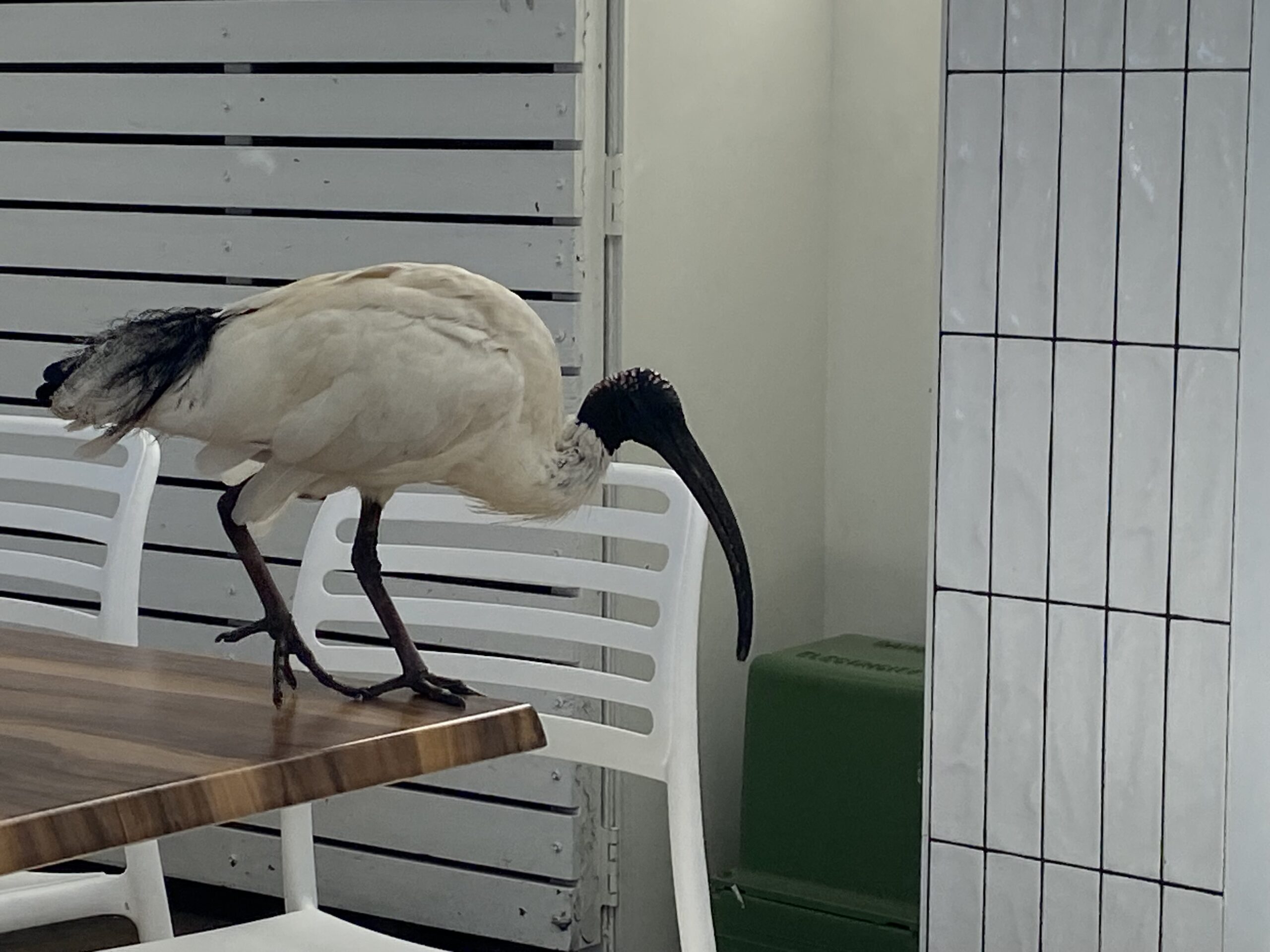 australian bin chicken ibis symbolising kiwi expats living in australia